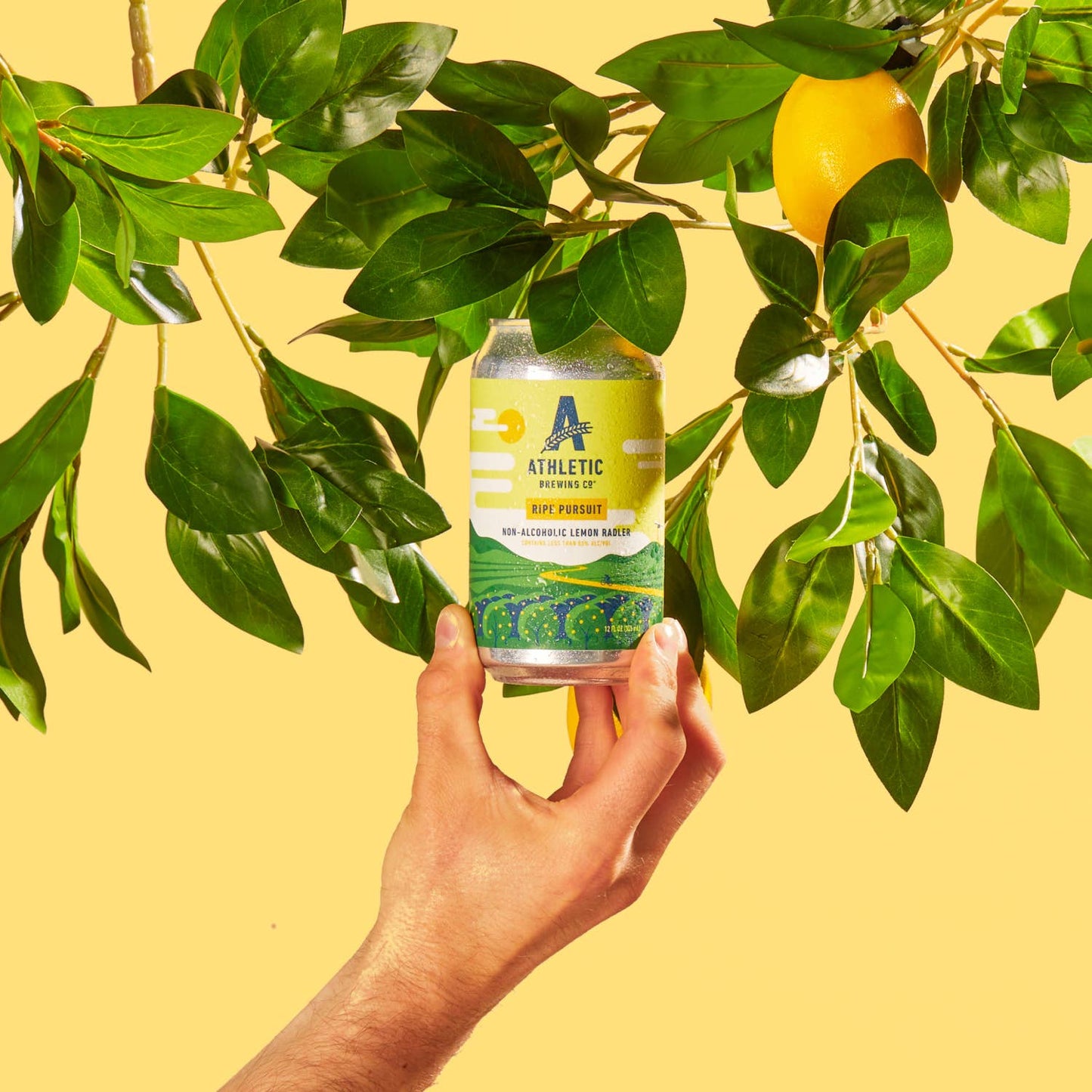 A hand picking a can of athletic non-alcoholic ripe pursuit from a lemon tree.